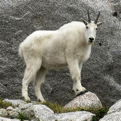 the mountain goats wikipedia